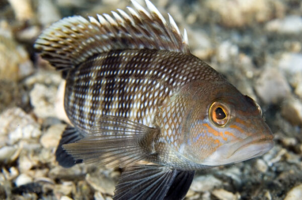 Sea Bass, Black