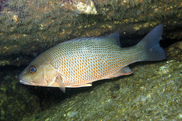 Snapper, Gray