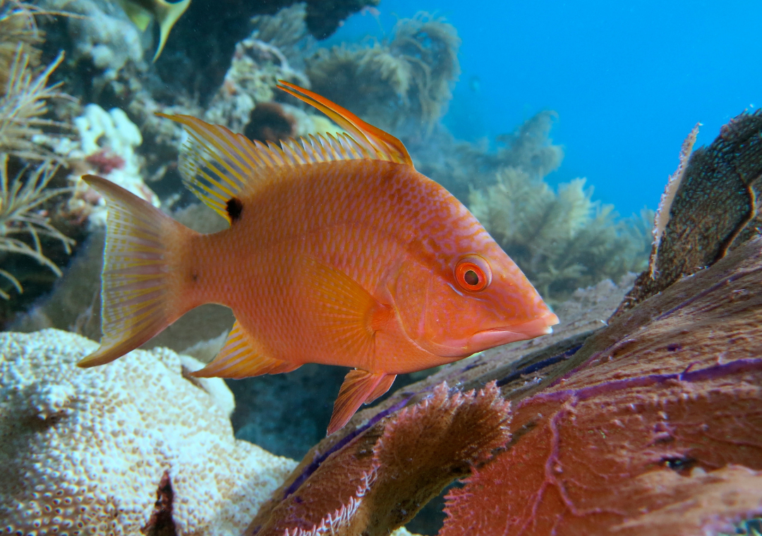 Juvenile hogfish swimming over reef.