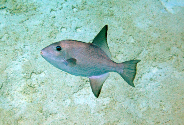 Triggerfish, Ocean