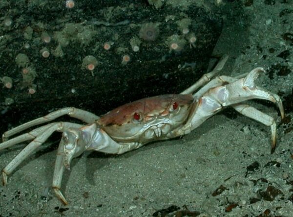 Crab, Golden