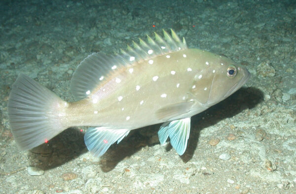 Grouper, Snowy