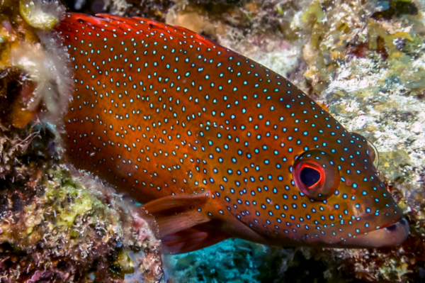 Grouper, Coney