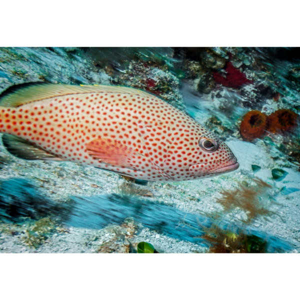 Grouper, Red Hind